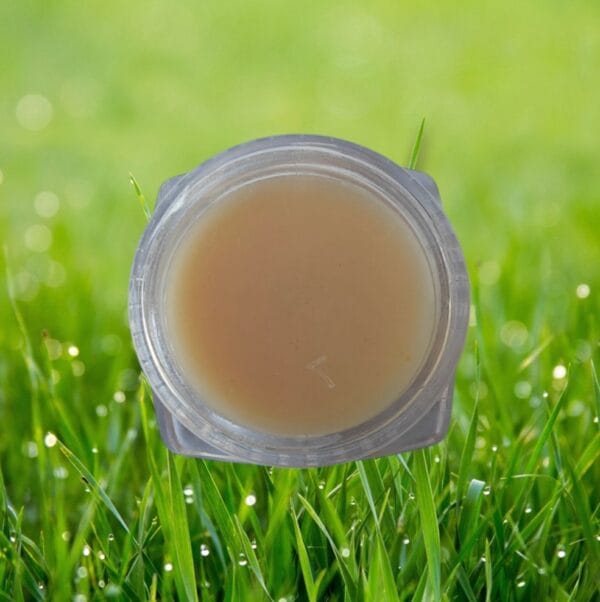 MANGO LIP BALM